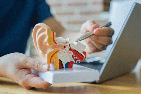 Detailed image of a person holding an anatomy model of an ear while pointing to a portion of the model with a pen held in the right hand while sitting at a desk next to a laptop computer. 